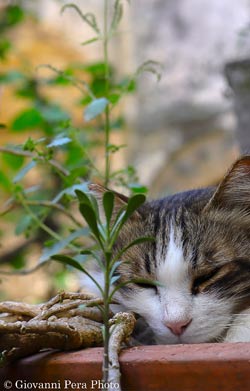 Un gatto di Calcata, il Borgo delle Streghe - foto di Giovanni Pera